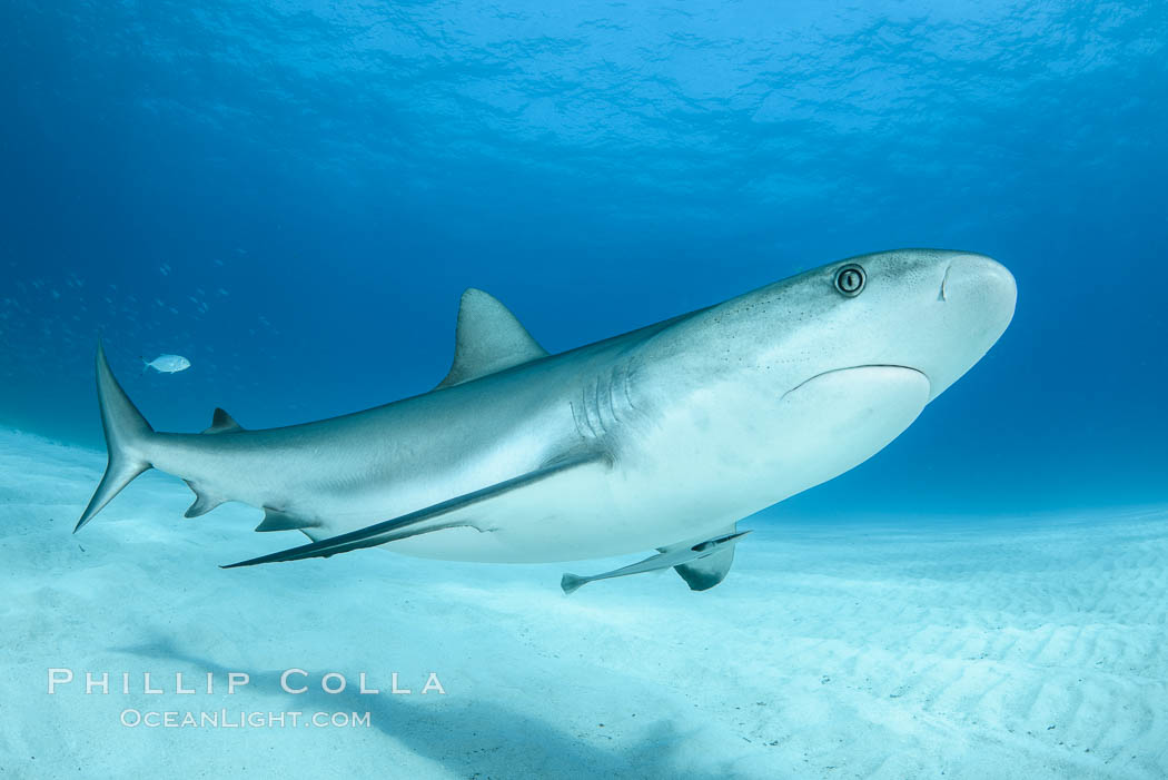 Caribbean reef shark. Bahamas, Carcharhinus perezi, natural history stock photograph, photo id 31977