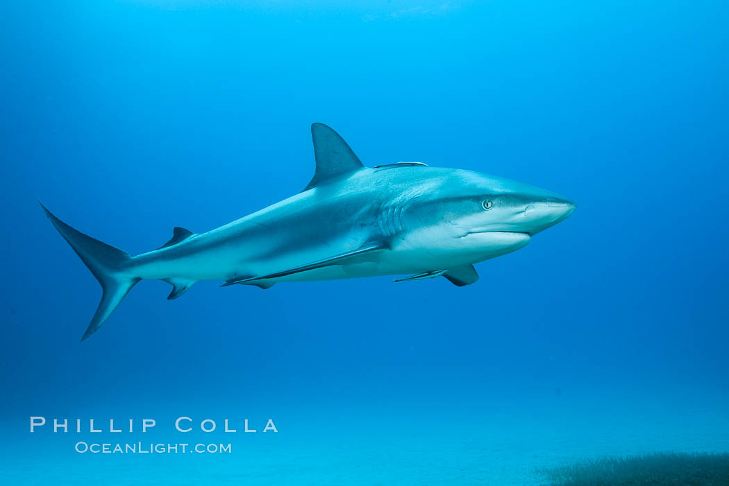 Caribbean reef shark. Bahamas, Carcharhinus perezi, natural history stock photograph, photo id 31981