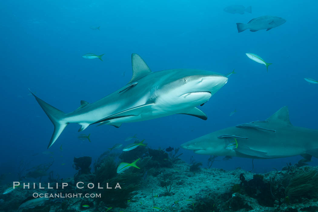 Caribbean reef shark. Bahamas, Carcharhinus perezi, natural history stock photograph, photo id 31985