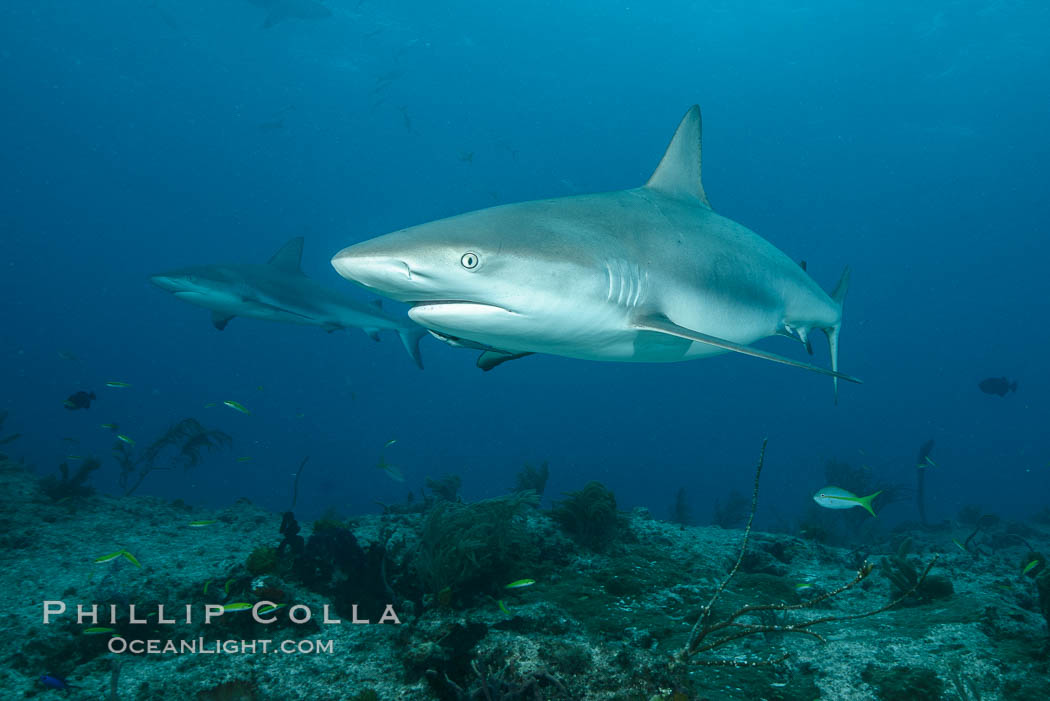 Caribbean reef shark. Bahamas, Carcharhinus perezi, natural history stock photograph, photo id 32001