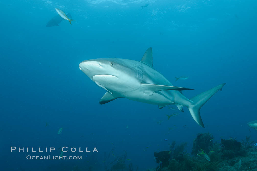 Caribbean reef shark. Bahamas, Carcharhinus perezi, natural history stock photograph, photo id 32009