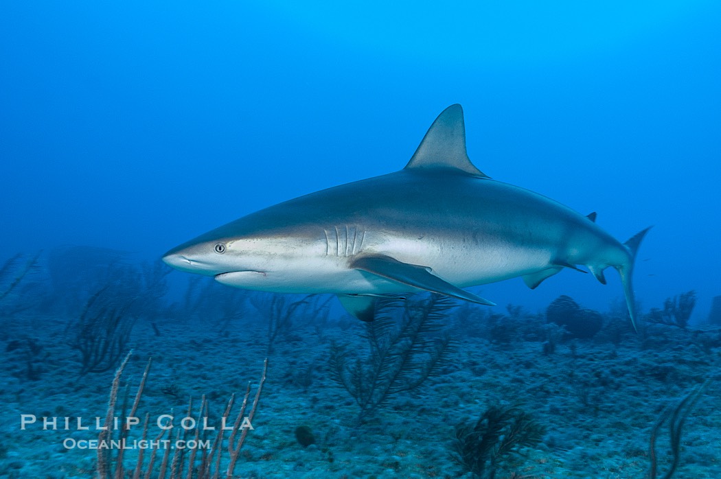 Caribbean reef shark swims over a coral reef., Carcharhinus perezi, natural history stock photograph, photo id 10610