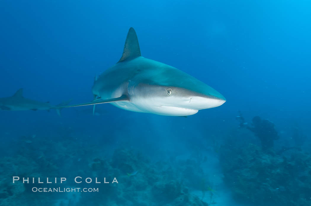 Caribbean reef shark. Bahamas, Carcharhinus perezi, natural history stock photograph, photo id 10600