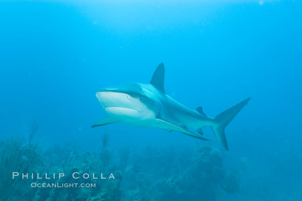 Caribbean reef shark swims over a coral reef. Bahamas, Carcharhinus perezi, natural history stock photograph, photo id 10612