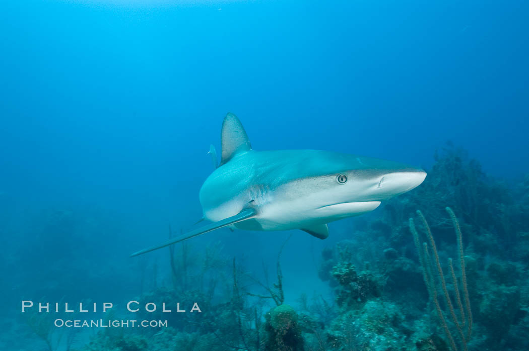 Caribbean reef shark swims over a coral reef. Bahamas, Carcharhinus perezi, natural history stock photograph, photo id 10611