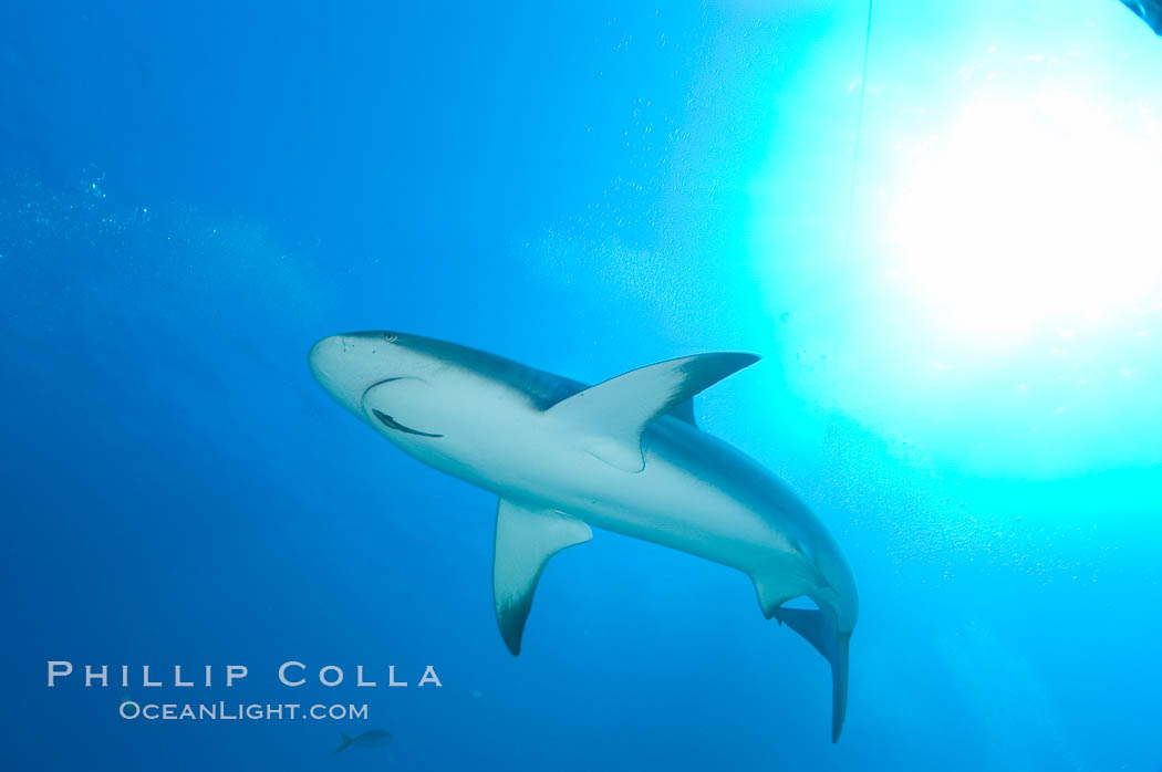 Caribbean reef shark with small sharksucker visible on underside. Bahamas, Carcharhinus perezi, Echeneis naucrates, natural history stock photograph, photo id 10619