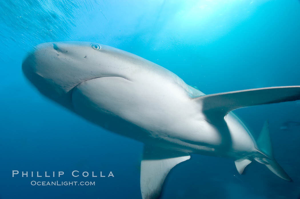 Caribbean reef shark. Bahamas, Carcharhinus perezi, natural history stock photograph, photo id 10601