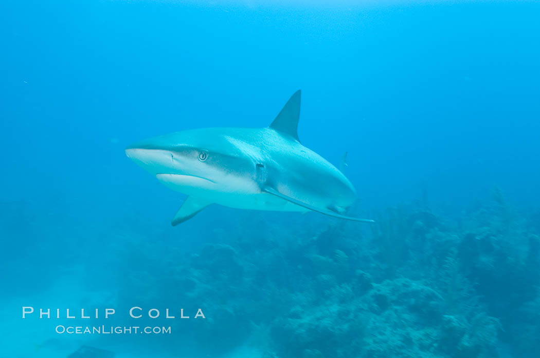 Caribbean reef shark swims over a coral reef. Bahamas, Carcharhinus perezi, natural history stock photograph, photo id 10613