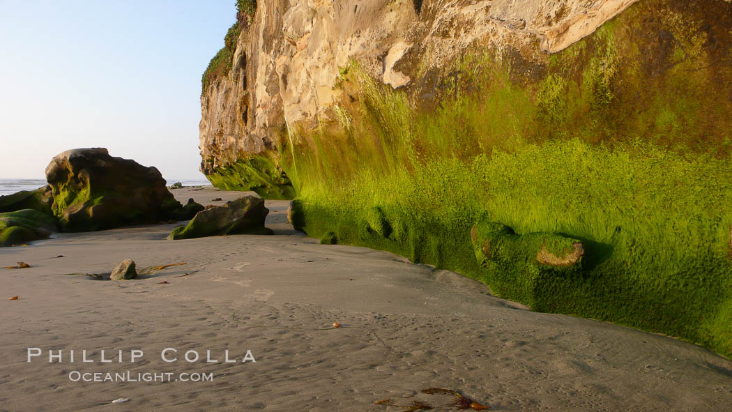 Algae grows along the base of soft eroded sandstone cliffs at the beach. Carlsbad, California, USA, natural history stock photograph, photo id 19813