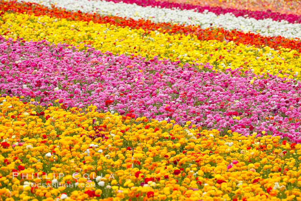 The Carlsbad Flower Fields, 50+ acres of flowering Tecolote Ranunculus flowers, bloom each spring from March through May. Carlsbad Flower Fields, Carlsbad, California, USA, natural history stock photograph, photo id 18910