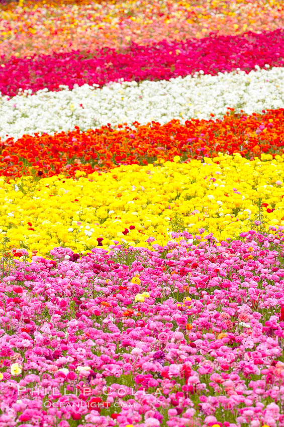 The Carlsbad Flower Fields, 50+ acres of flowering Tecolote Ranunculus flowers, bloom each spring from March through May. California, USA, natural history stock photograph, photo id 18918