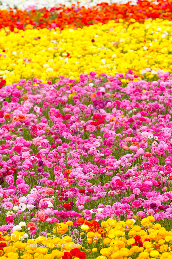 The Carlsbad Flower Fields, 50+ acres of flowering Tecolote Ranunculus flowers, bloom each spring from March through May. California, USA, natural history stock photograph, photo id 18922