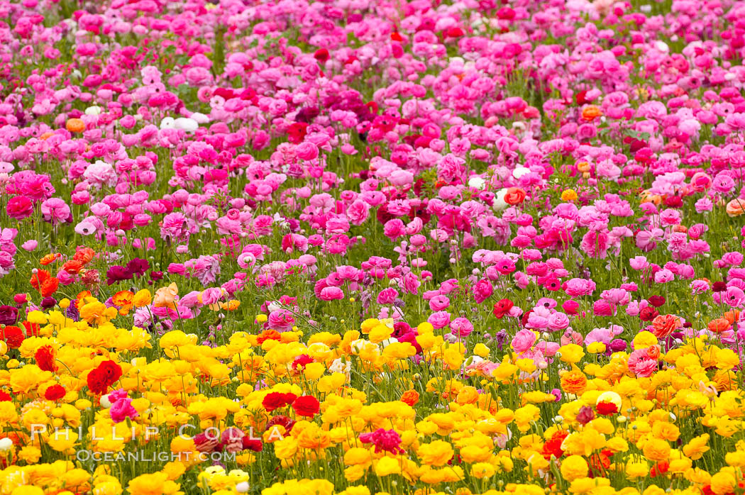 The Carlsbad Flower Fields, 50+ acres of flowering Tecolote Ranunculus flowers, bloom each spring from March through May. California, USA, natural history stock photograph, photo id 18912