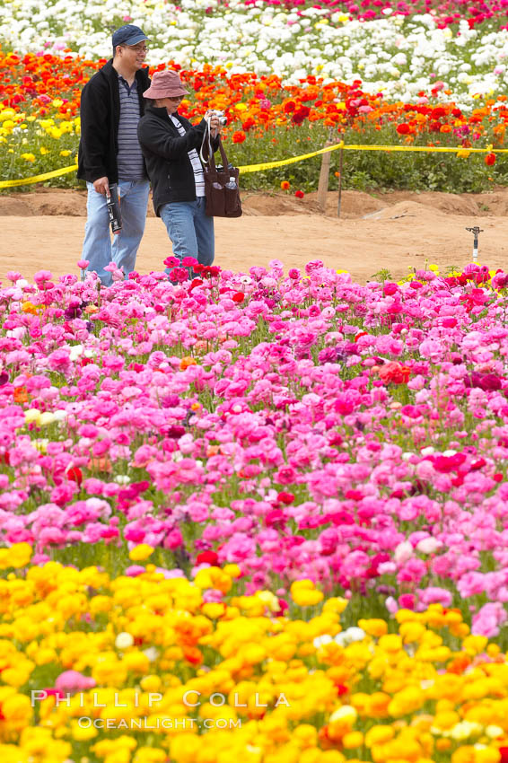 The Carlsbad Flower Fields, 50+ acres of flowering Tecolote Ranunculus flowers, bloom each spring from March through May. California, USA, natural history stock photograph, photo id 18920