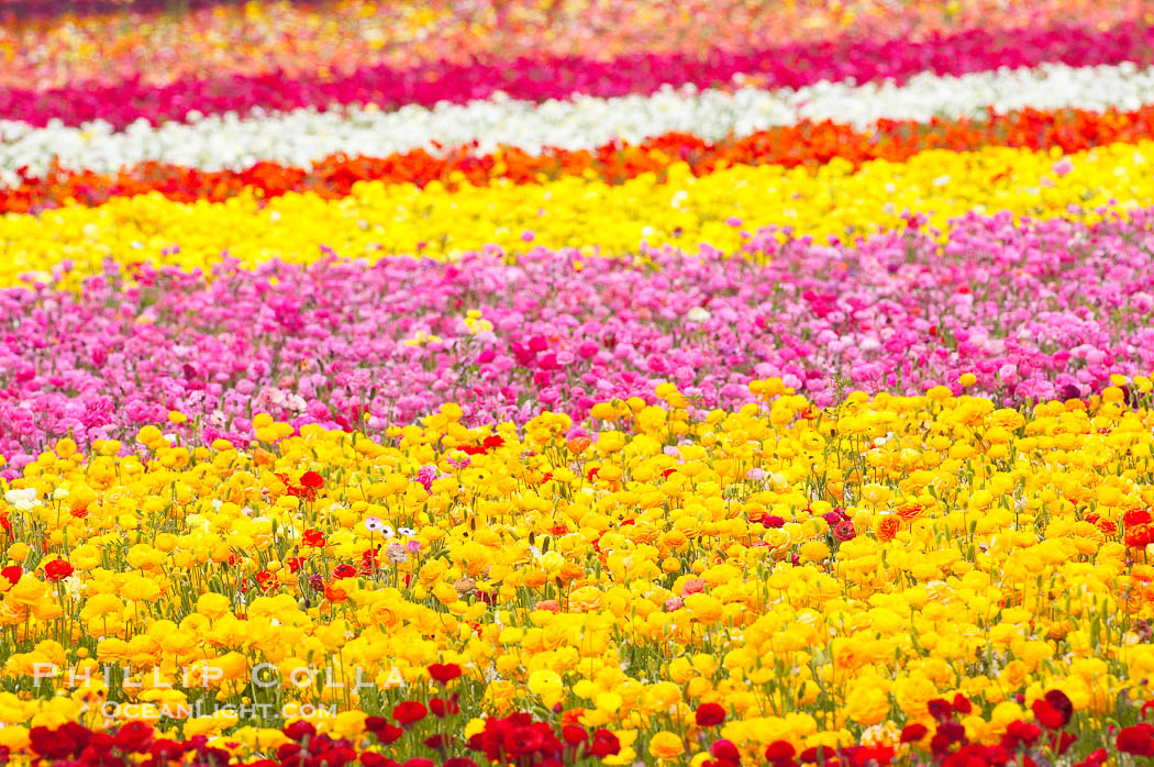 The Carlsbad Flower Fields, 50+ acres of flowering Tecolote Ranunculus flowers, bloom each spring from March through May., natural history stock photograph, photo id 18924