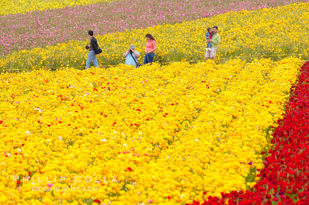 The Carlsbad Flower Fields, 50+ acres of flowering Tecolote Ranunculus flowers, bloom each spring from March through May. Carlsbad Flower Fields, Carlsbad, California, USA, natural history stock photograph, photo id 18915