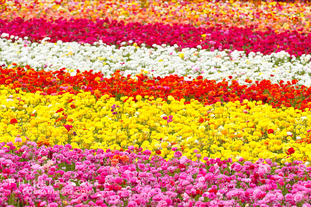 The Carlsbad Flower Fields, 50+ acres of flowering Tecolote Ranunculus flowers, bloom each spring from March through May., natural history stock photograph, photo id 18917