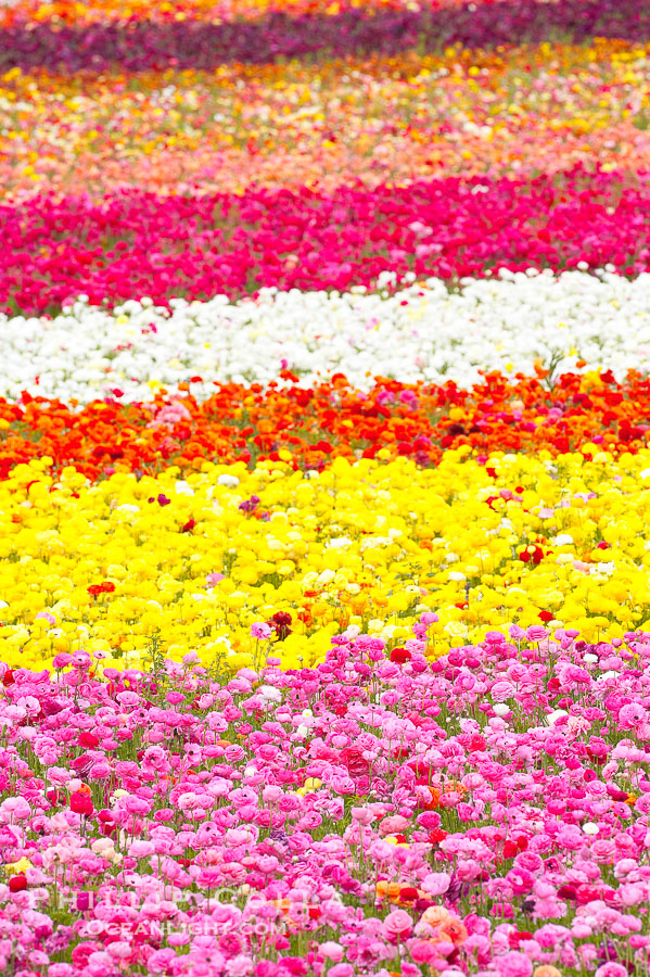 The Carlsbad Flower Fields, 50+ acres of flowering Tecolote Ranunculus flowers, bloom each spring from March through May., natural history stock photograph, photo id 18921