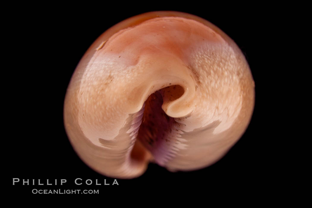 Carnelian Cowrie., Cypraea carneola, natural history stock photograph, photo id 08364