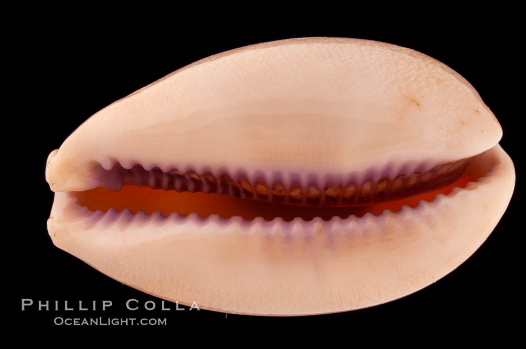 Carnelian Cowrie., Cypraea carneola propinqua, natural history stock photograph, photo id 08358