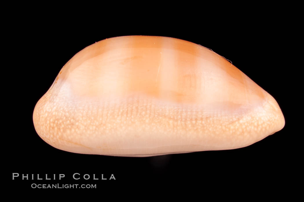 Carnelian Cowrie., Cypraea carneola crassa, natural history stock photograph, photo id 08003