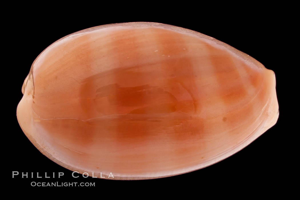 Carnelian Cowrie., Cypraea carneola propinqua, natural history stock photograph, photo id 08357