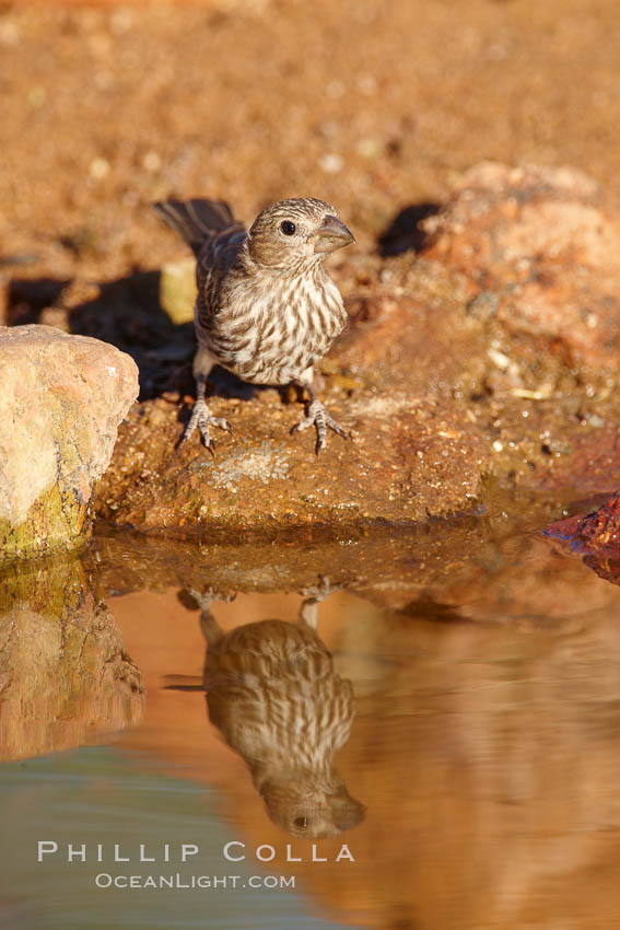 House finch, female. Amado, Arizona, USA, Carpodacus mexicanus, natural history stock photograph, photo id 22915