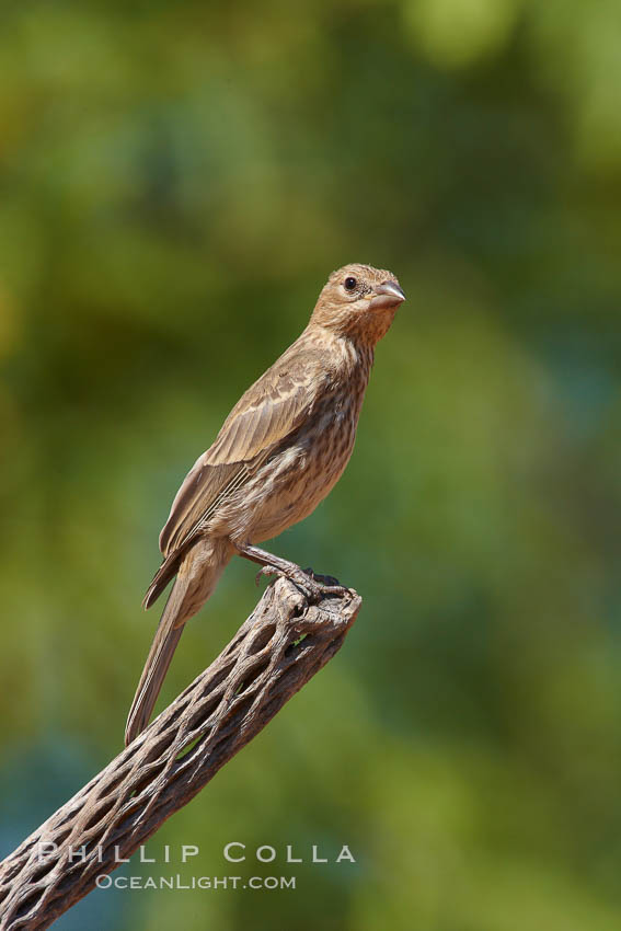 House finch, female. Amado, Arizona, USA, Carpodacus mexicanus, natural history stock photograph, photo id 23087