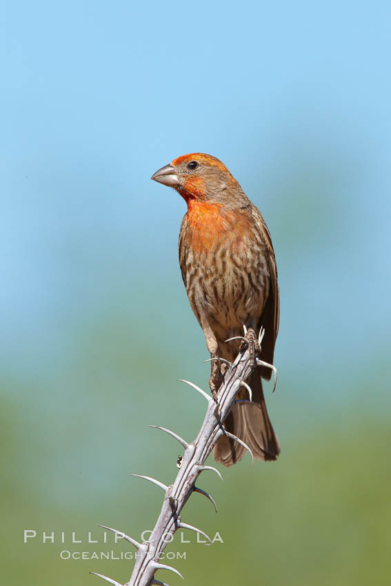 House finch, immature. Amado, Arizona, USA, Carpodacus mexicanus, natural history stock photograph, photo id 22997