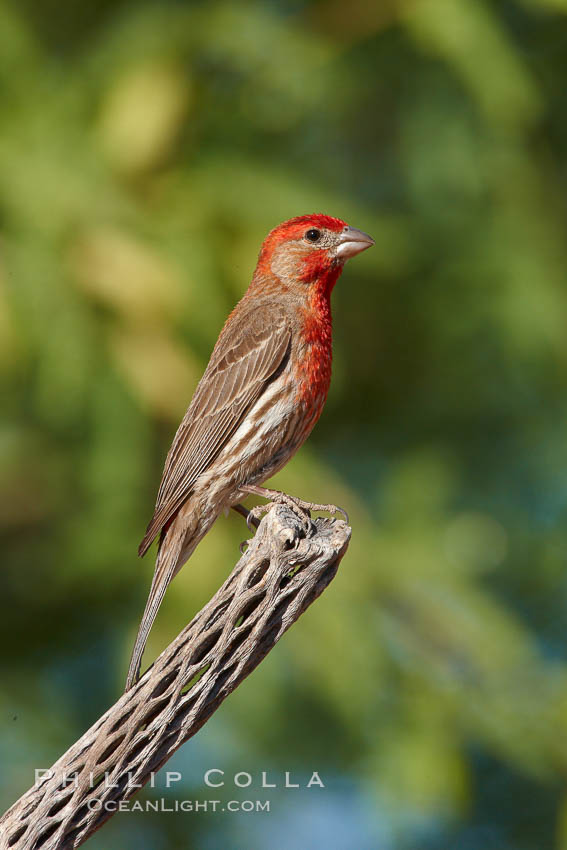 House finch, male. Amado, Arizona, USA, Carpodacus mexicanus, natural history stock photograph, photo id 23065