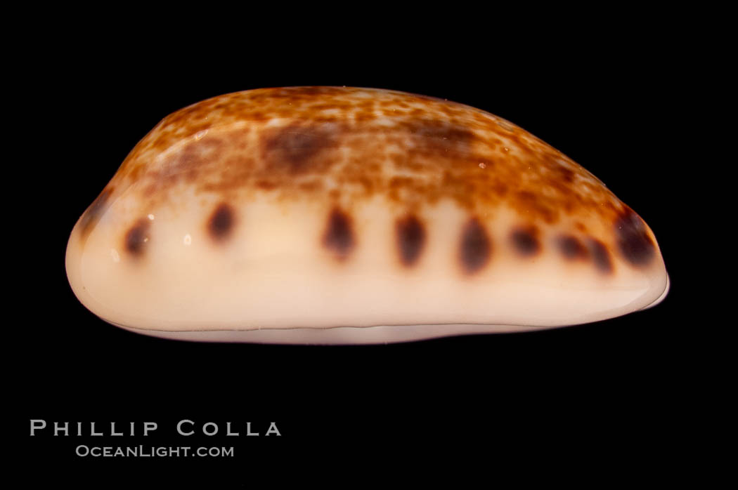 Cat Cowrie., Cypraea felina, natural history stock photograph, photo id 08135