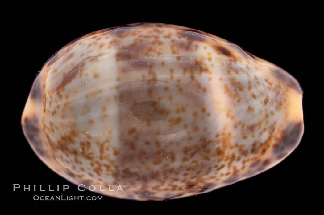 Cat Cowrie., Cypraea felina fabula, natural history stock photograph, photo id 08498