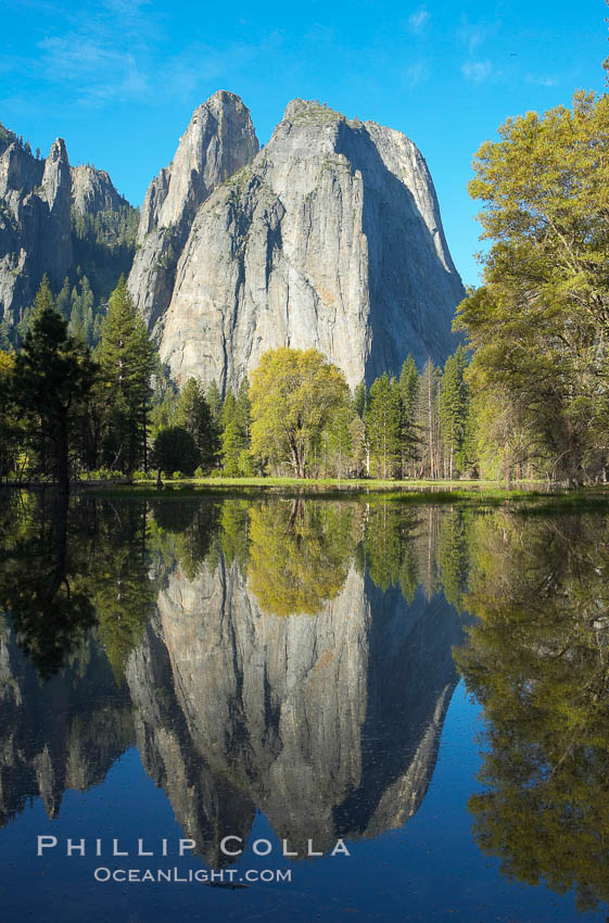 Cathedral Rocks is reflected in flooded El Capitan Meadow, springtime morning.  Yosemite Valley. Yosemite National Park, California, USA, natural history stock photograph, photo id 16099