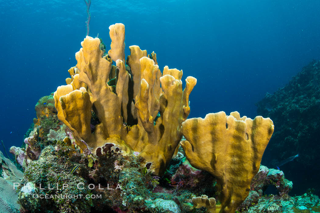 Cayman Islands Caribbean reef scene, Grand Cayman Island., natural history stock photograph, photo id 32047