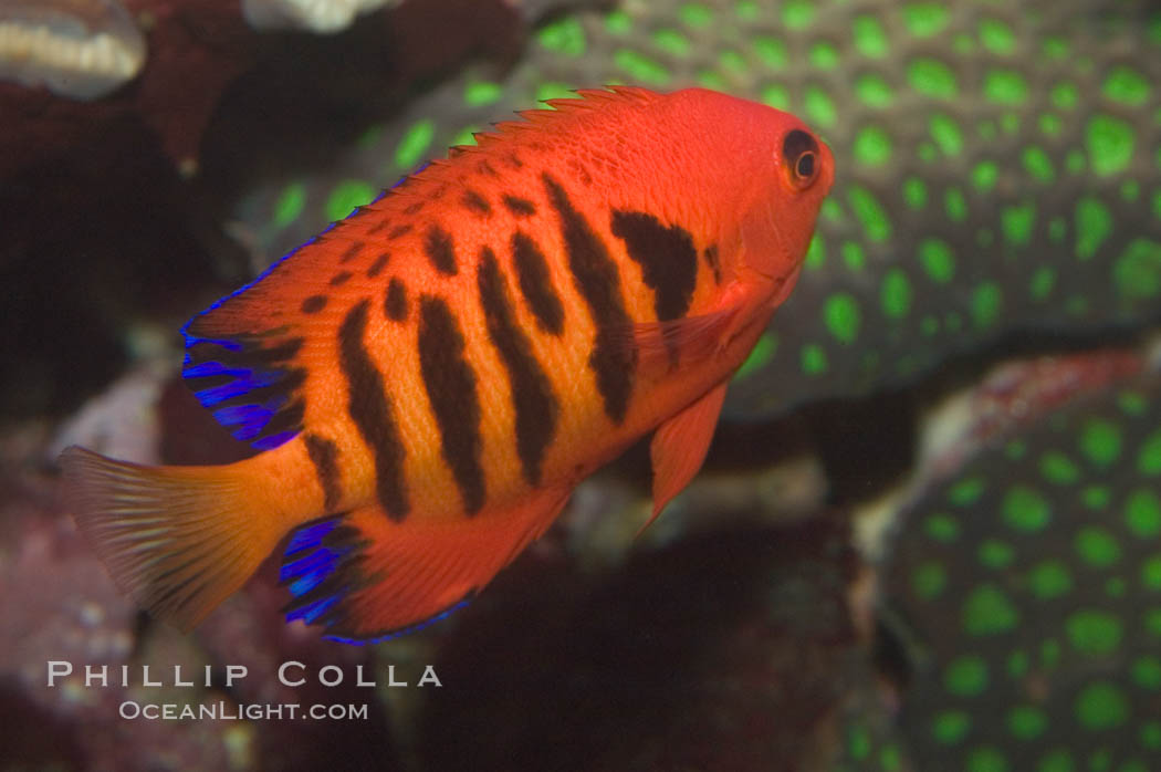 Flame angelfish., Centropyge loricula, natural history stock photograph, photo id 07858