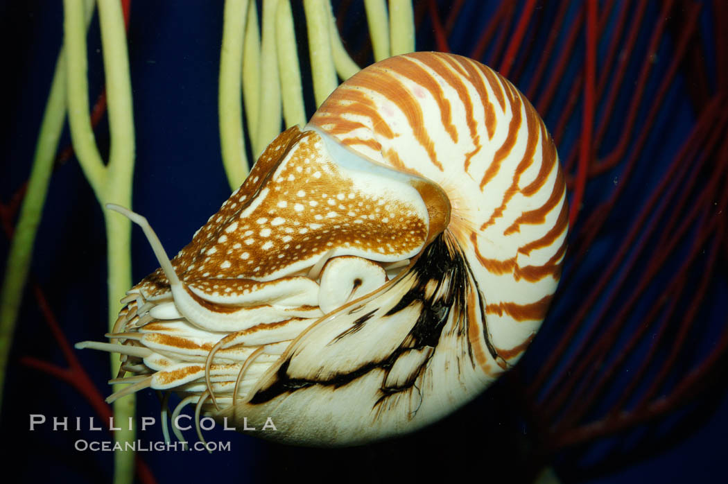 The chambered nautilus is a living fossil whose relatives date back 100s of millions of years. The nautilus lives at great depths (1800) within fore-reef habitats of the Indian and Pacific oceans. It is an active swimmer, propelling itself close to the sea floor by expelling  water from its movable siphon., Nautilus pompilius, natural history stock photograph, photo id 07798