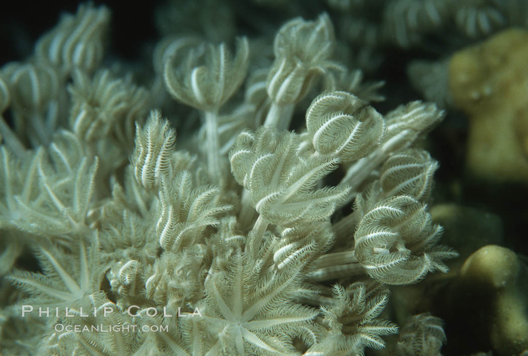 Chatter coral polyps, detail, Northern Red Sea. Egyptian Red Sea, natural history stock photograph, photo id 05296