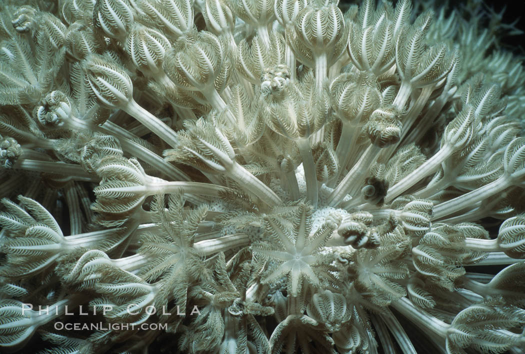 Chatter coral polyps, detail, Northern Red Sea. Egyptian Red Sea, natural history stock photograph, photo id 05297