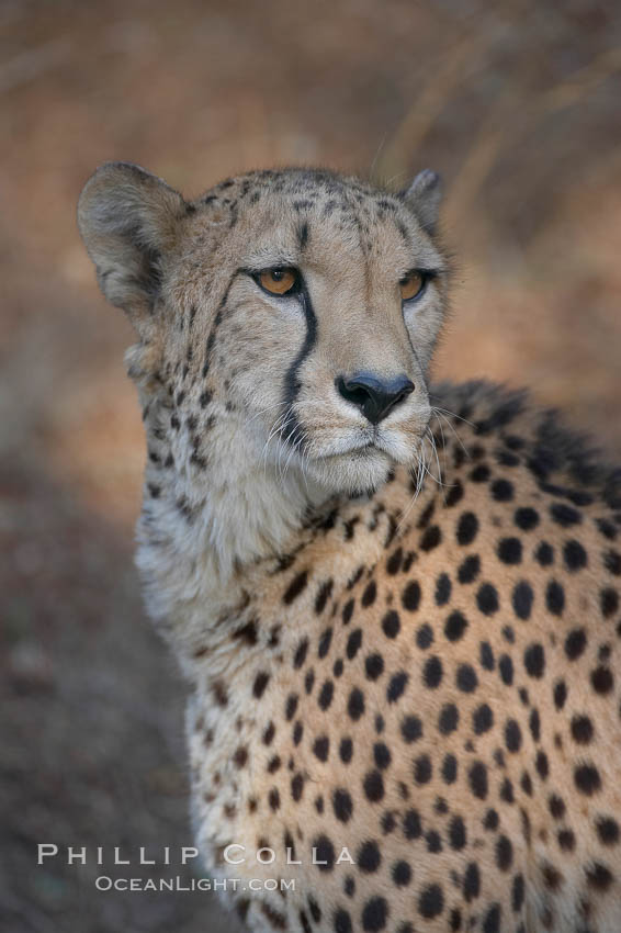 Cheetah., Acinonyx jubatus, natural history stock photograph, photo id 17970