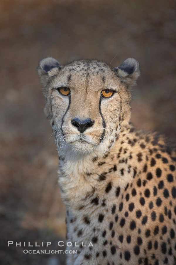 Cheetah., Acinonyx jubatus, natural history stock photograph, photo id 17978