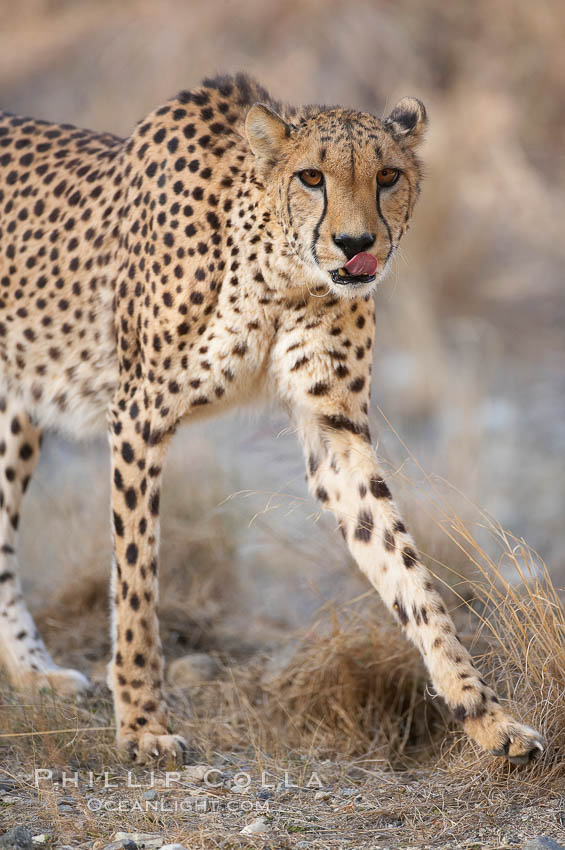 Cheetah., Acinonyx jubatus, natural history stock photograph, photo id 17980