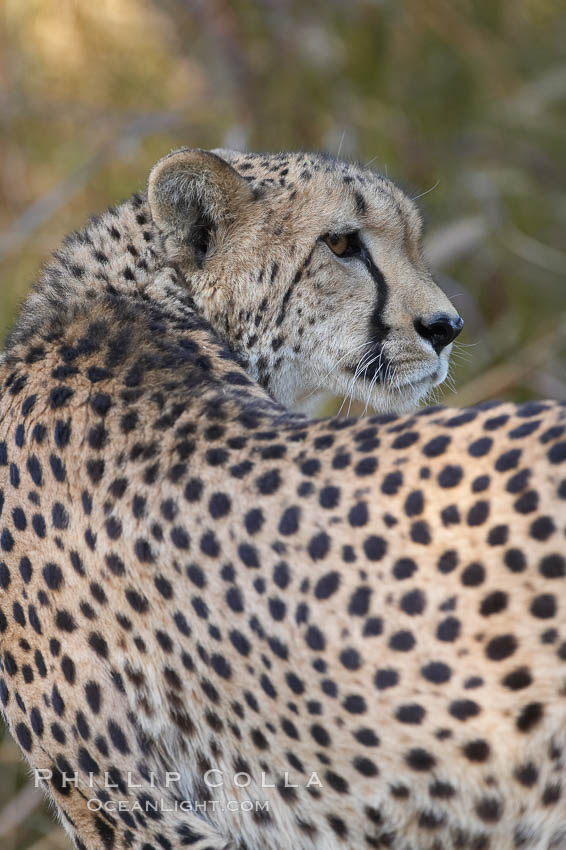 Cheetah., Acinonyx jubatus, natural history stock photograph, photo id 17971