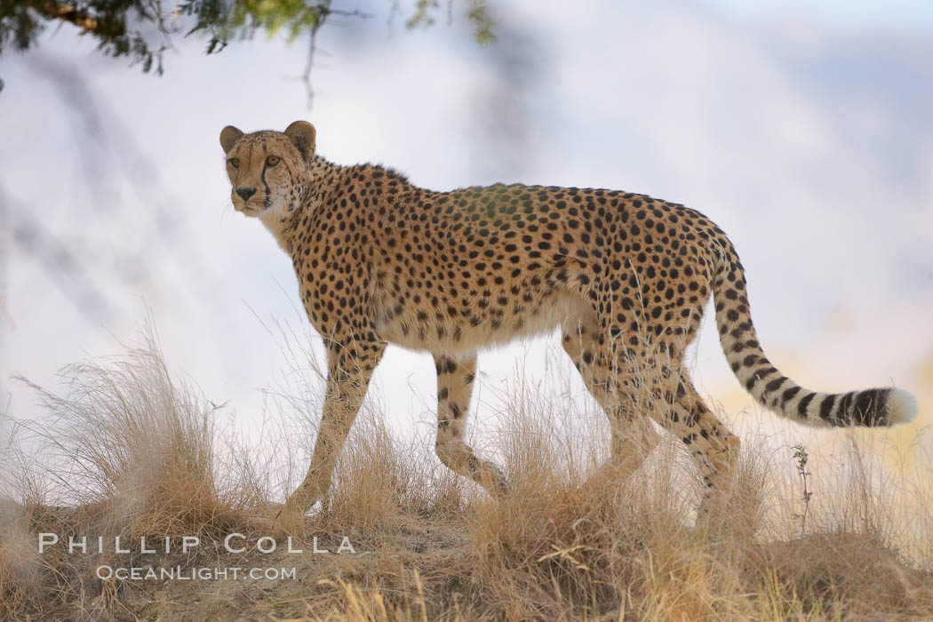 Cheetah., Acinonyx jubatus, natural history stock photograph, photo id 17975