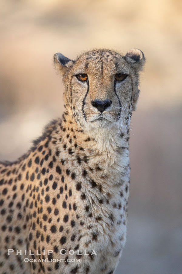 Cheetah., Acinonyx jubatus, natural history stock photograph, photo id 17979