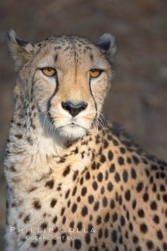 Cheetah., Acinonyx jubatus, natural history stock photograph, photo id 17965