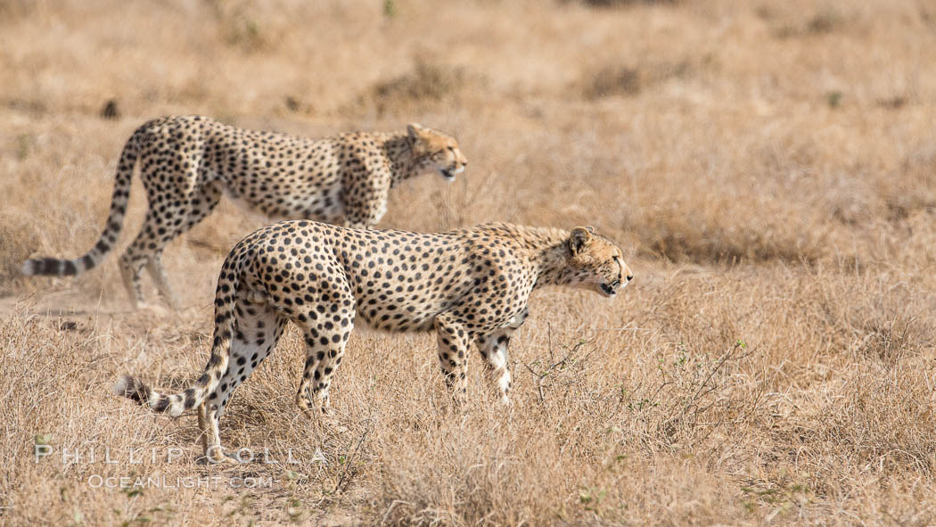 Cheetah, Amboseli National Park. Kenya, Acinonyx jubatus, natural history stock photograph, photo id 29570