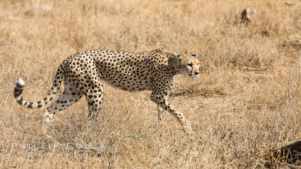 Cheetah, Amboseli National Park. Kenya, Acinonyx jubatus, natural history stock photograph, photo id 29567