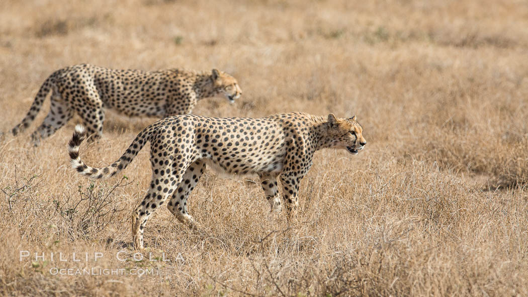 Cheetah, Amboseli National Park. Kenya, natural history stock photograph, photo id 29571