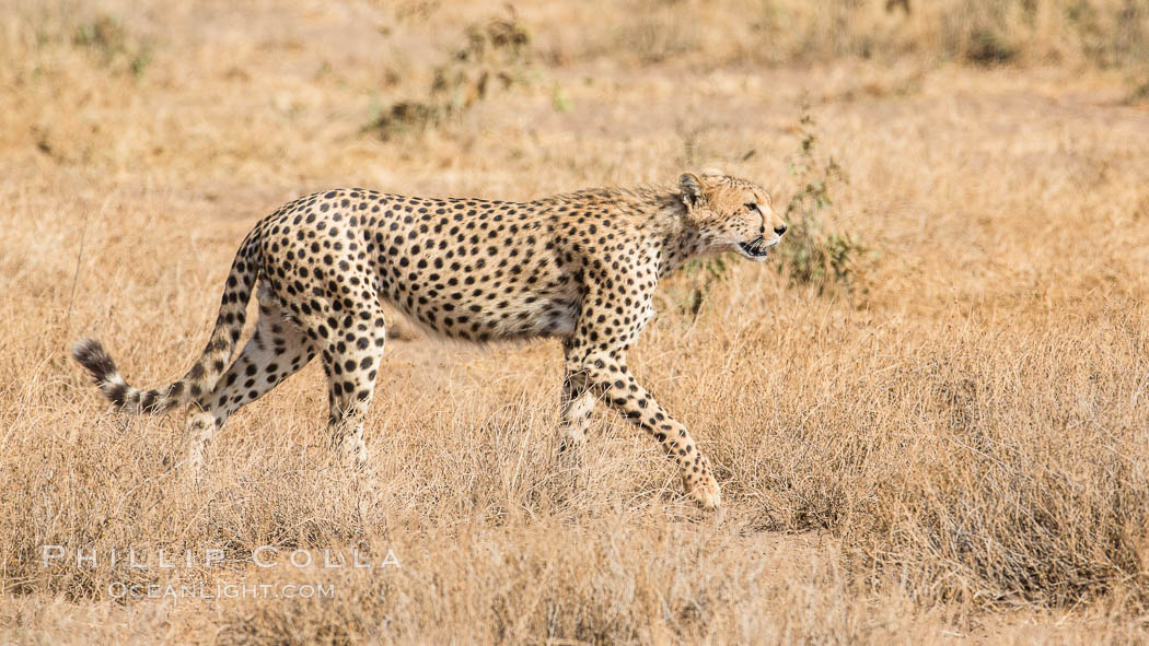 Cheetah, Amboseli National Park. Kenya, natural history stock photograph, photo id 29569