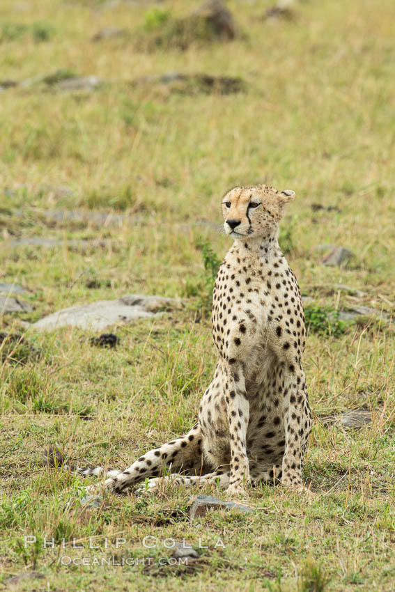 Cheetah, Maasai Mara National Reserve. Kenya, Acinonyx jubatus, natural history stock photograph, photo id 29842